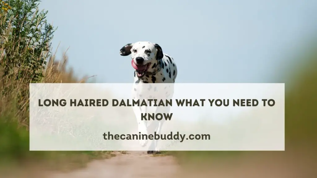 Long haired Dalmatian