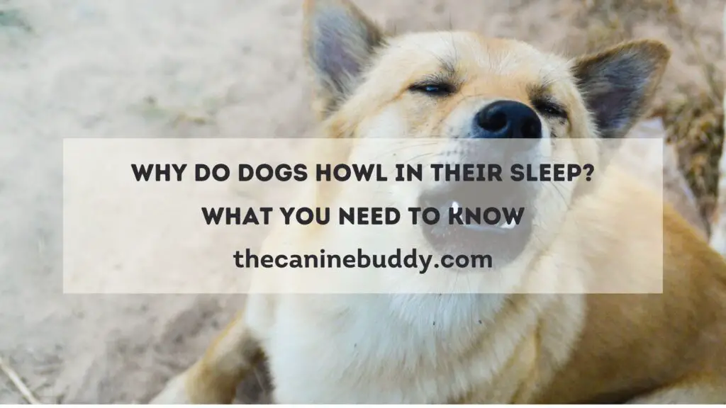 why do dogs howl in their sleep?