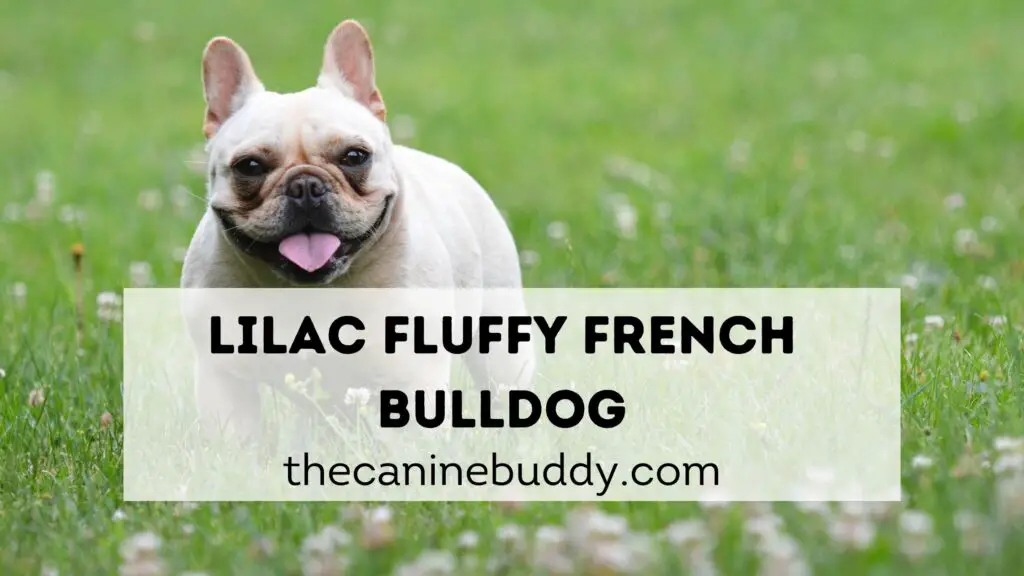 lilac fluffy french bulldog
