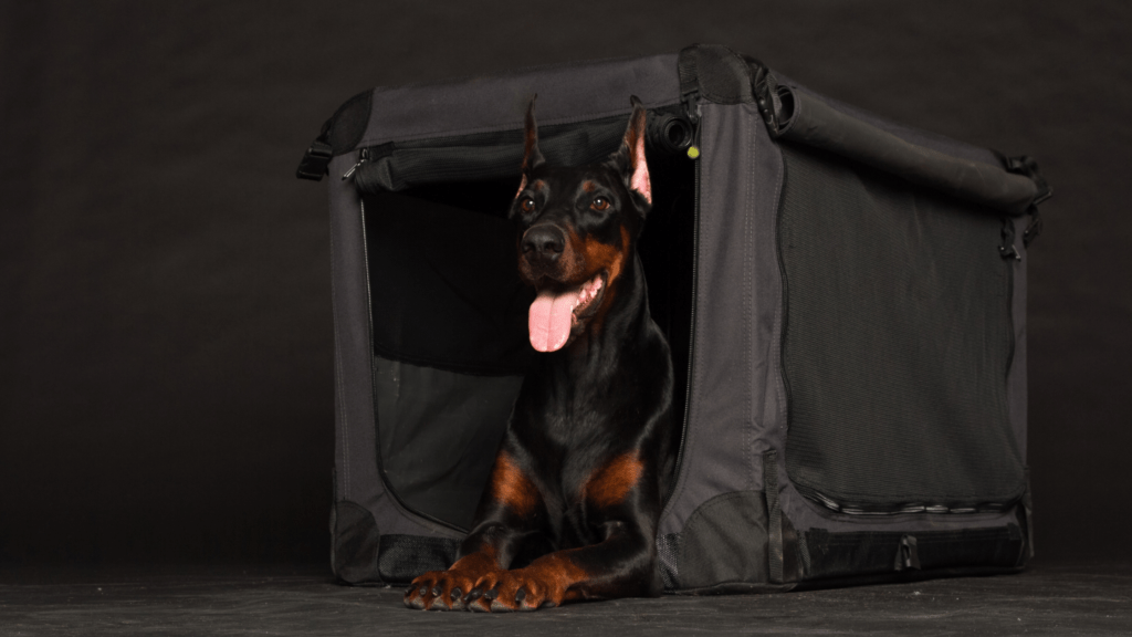 Dobermans in Kennel