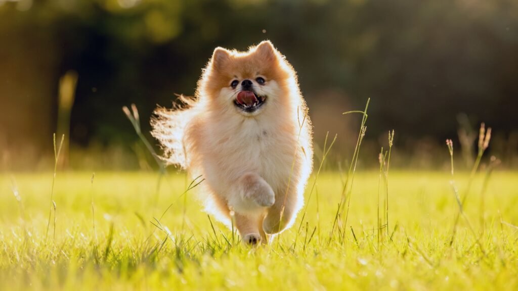 Pomeranian