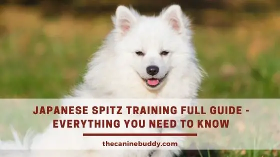 Japanese Spitz training
