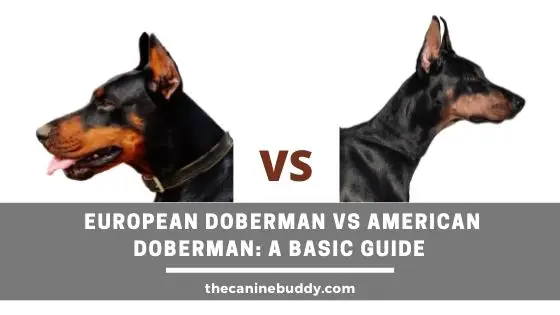 European Doberman vs American