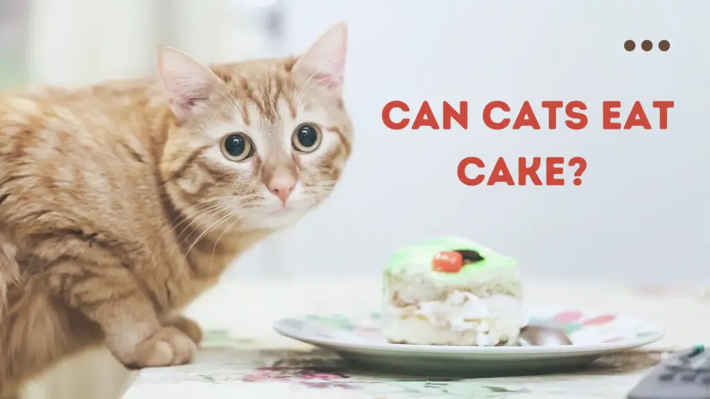 can cats eat cake?