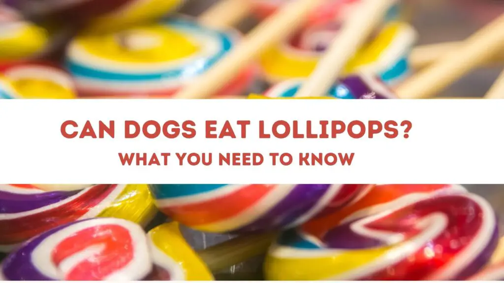 can dogs eat lollipops