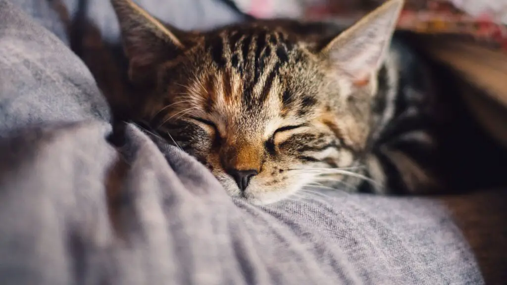 Can Sleeping Pills Kill A Cat?