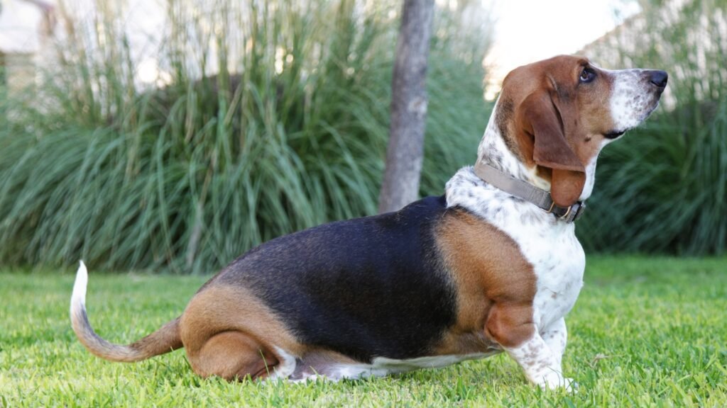  European basset hounds