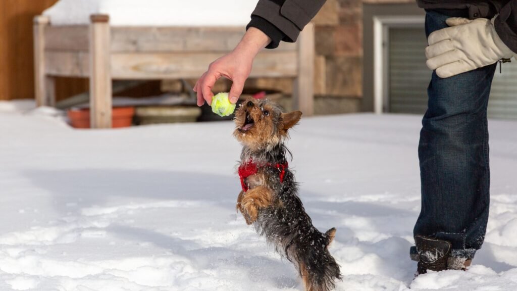 Louisiana Yorkie friendly behavior