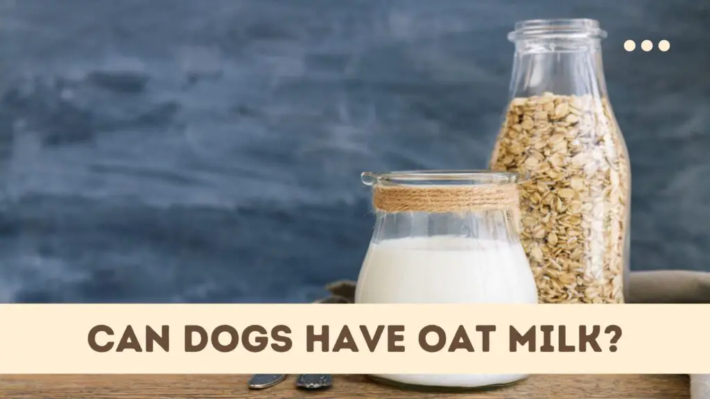 Can dogs have oat milk?