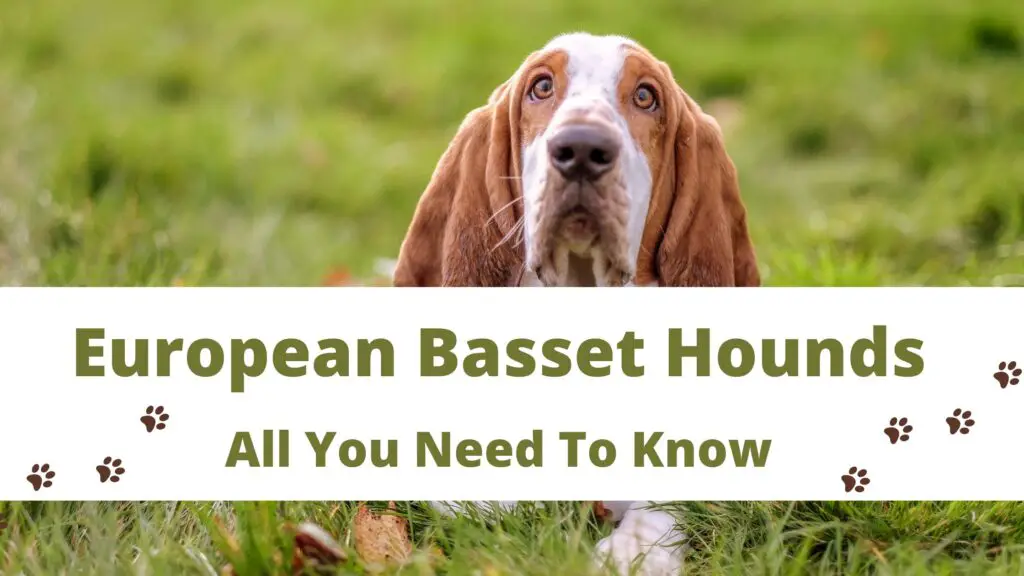 European Basset Hounds