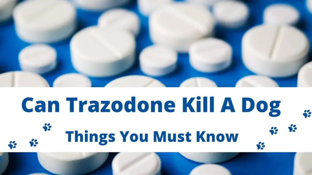 Can Trazodone Kill A Dog