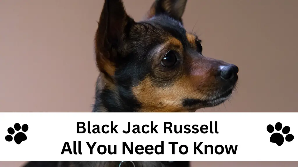Black Jack Russell