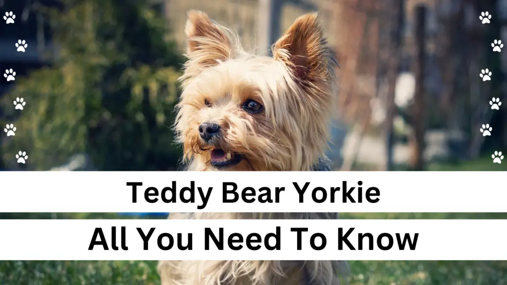 Teddy Bear Yorkie