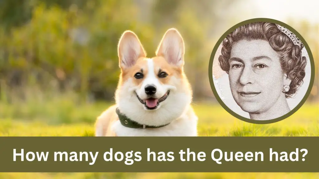 How many dogs has the Queen had