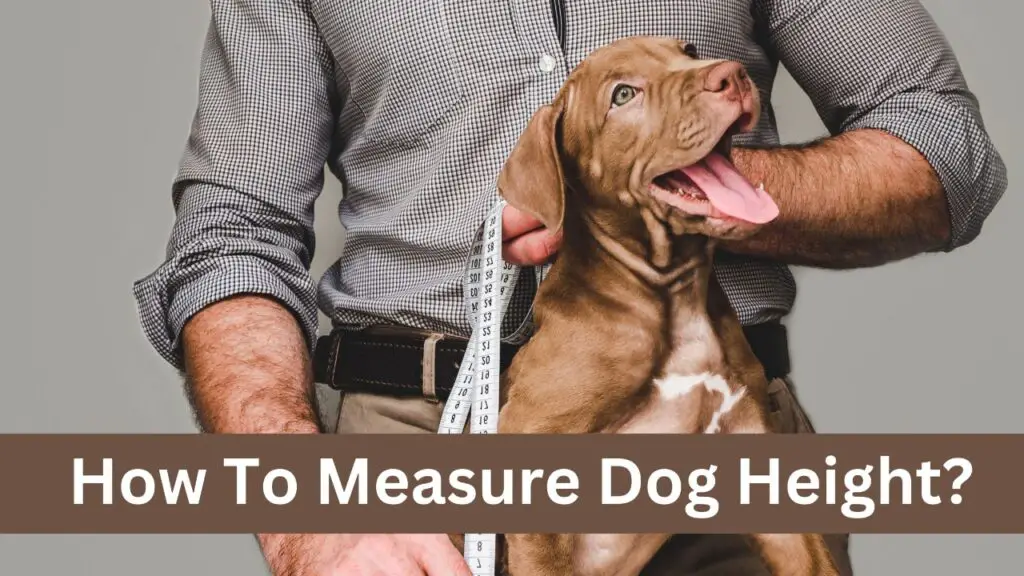 How To Measure Dog Height?