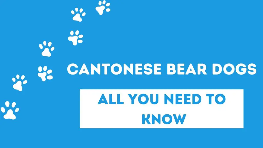 cantonese bear dogs