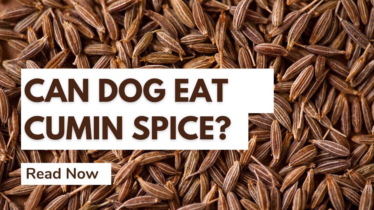 can dogs eat spice