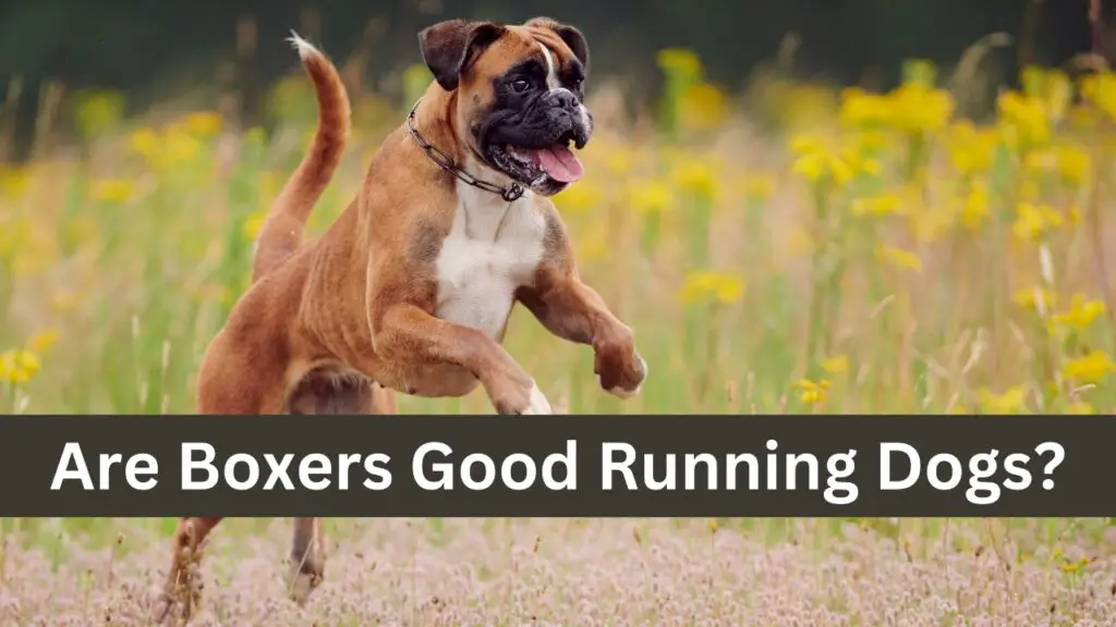 Are Boxers Good Running Dogs