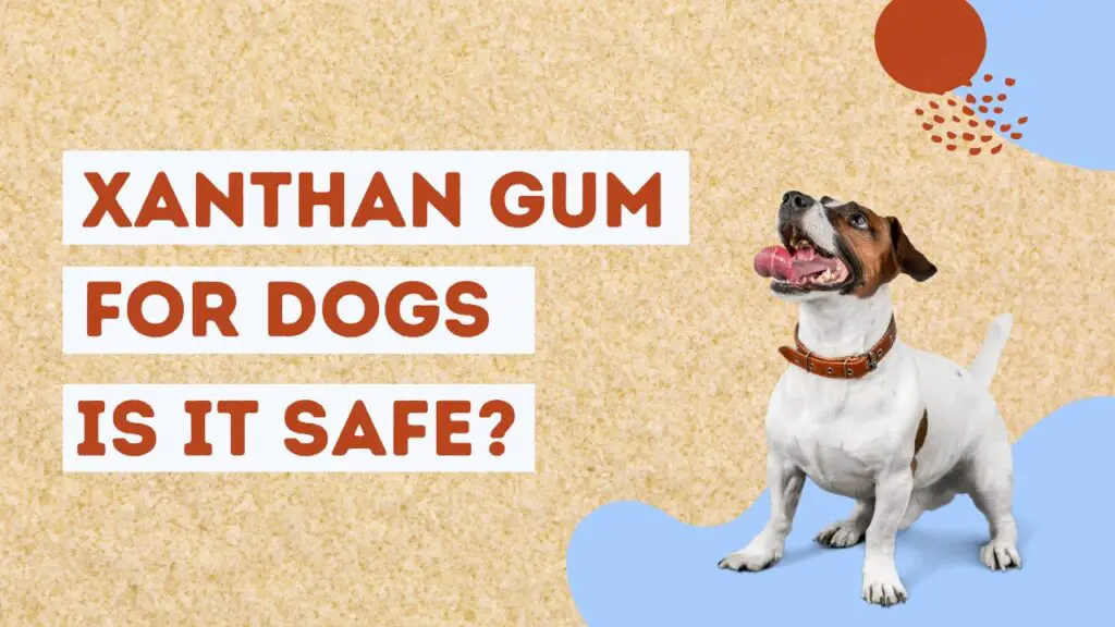 Xanthan Gum Dogs
