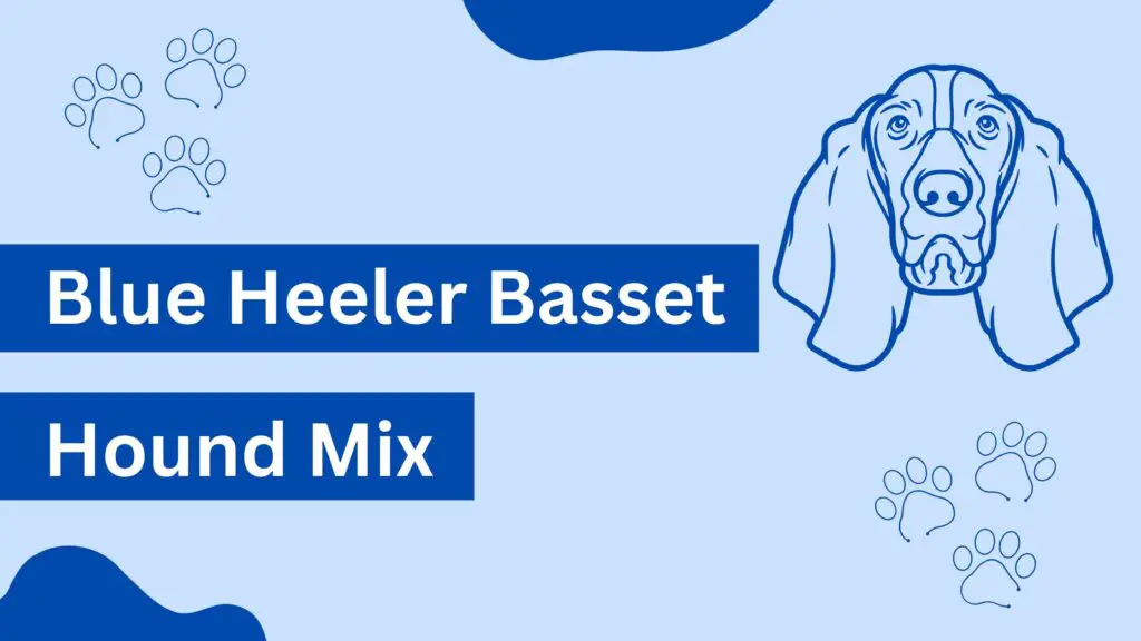 Blue Heeler Basset Hound Mix