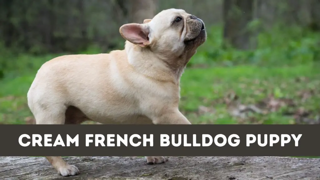 Cream French Bulldog Puppy