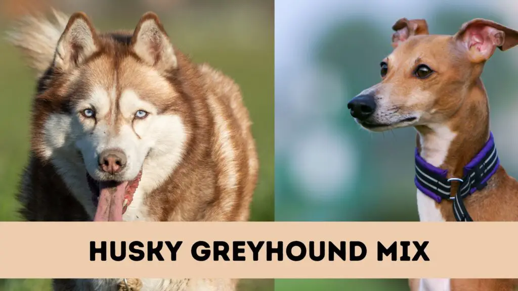 Husky Greyhound Mix
