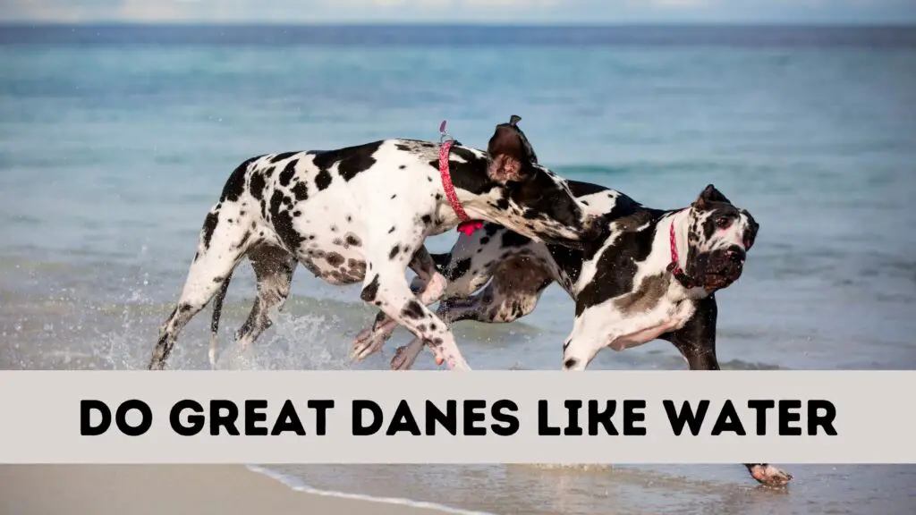 Do Great Danes Like Water
