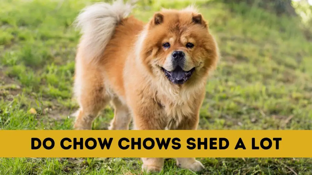 Do Chow Chows Shed A Lot