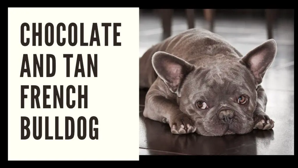 Chocolate And Tan French Bulldog
