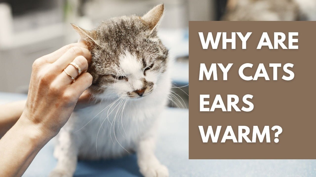 Why are my cats ears warm? All You Need To Know