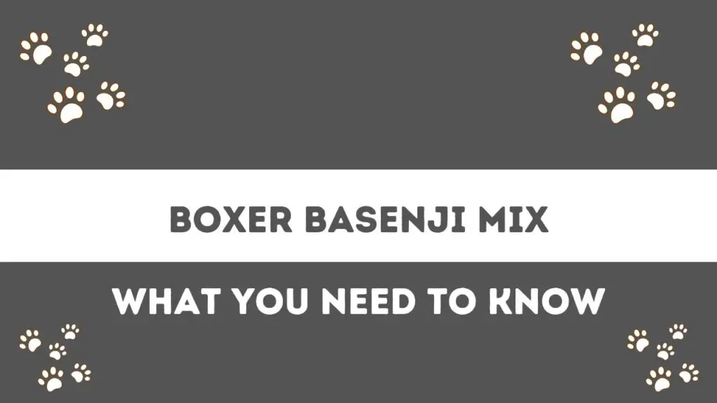Boxer Basenji Mix