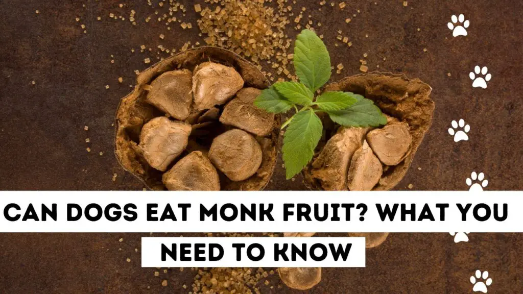 Can Dogs Eat Monk Fruit?