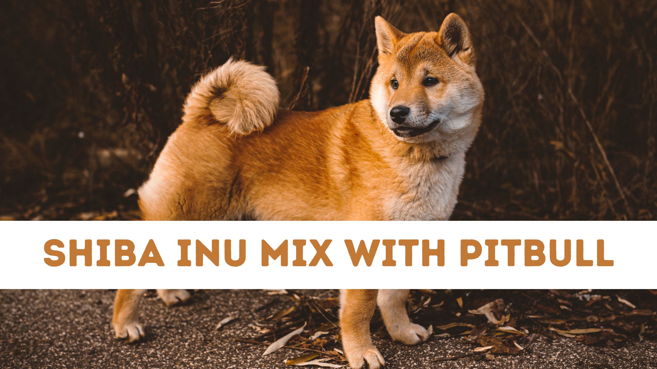 Shiba Inu Mix Pitbull- All You Need Know