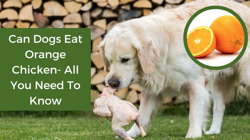 Can Dogs Eat Orange Chicken