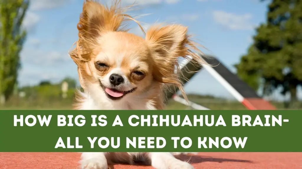 How Big Is A Chihuahua Brain