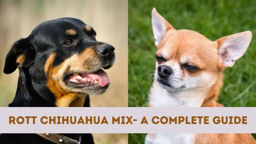Rott Chihuahua Mix