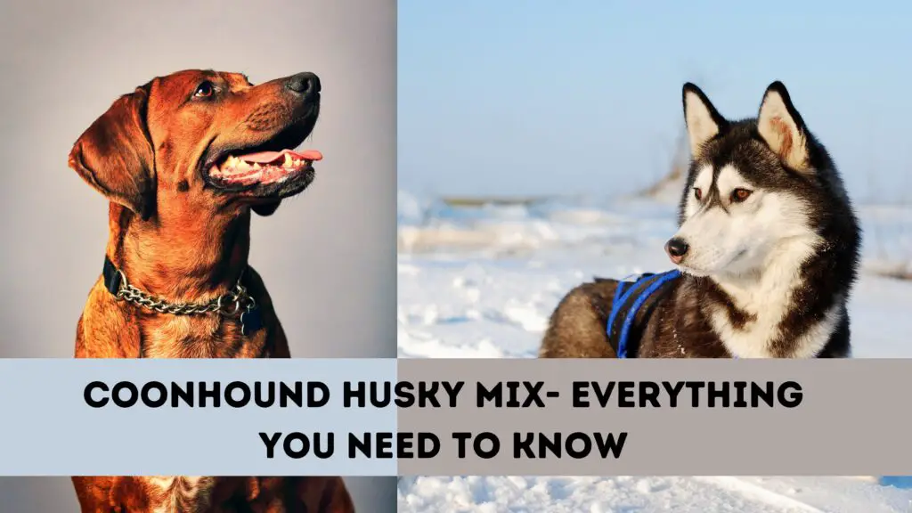 Coonhound Husky Mix