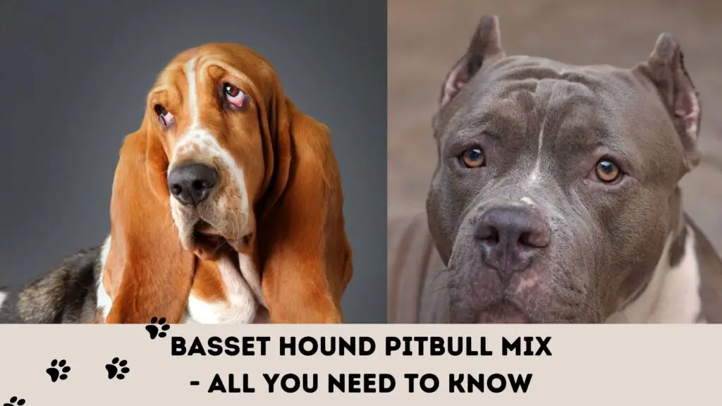 Basset Hound Pitbull Mix