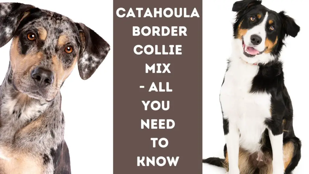 Catahoula Border Collie Mix