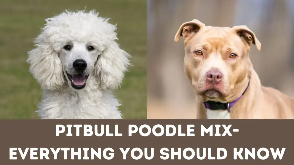 Pitbull Poodle Mix