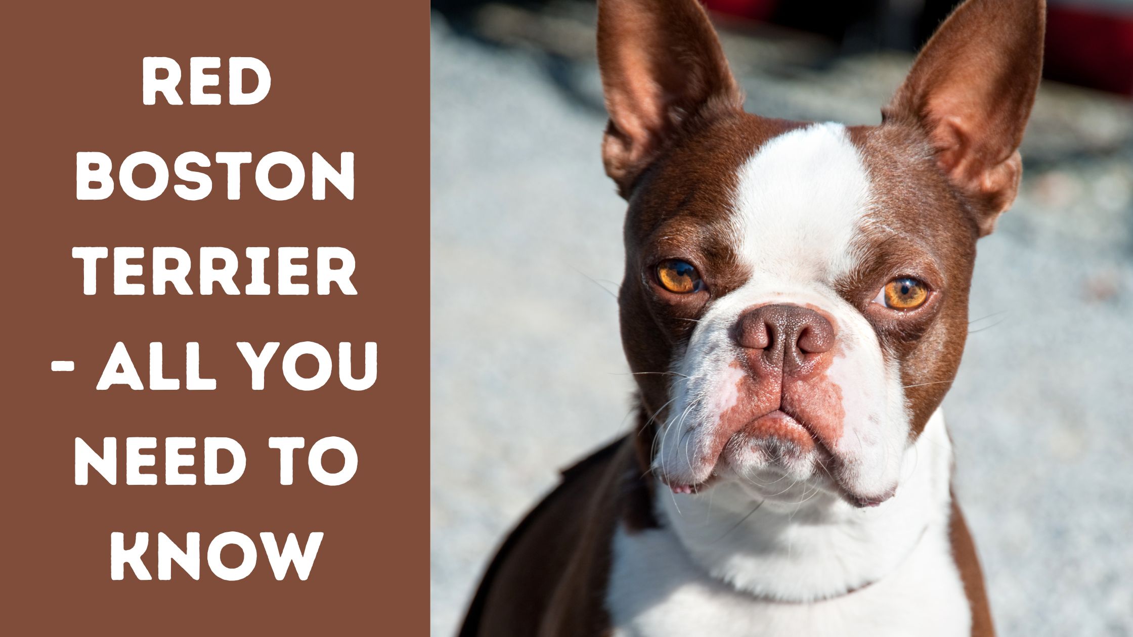 Red Boston Terrier- All You Need To Know - The Canine Buddy