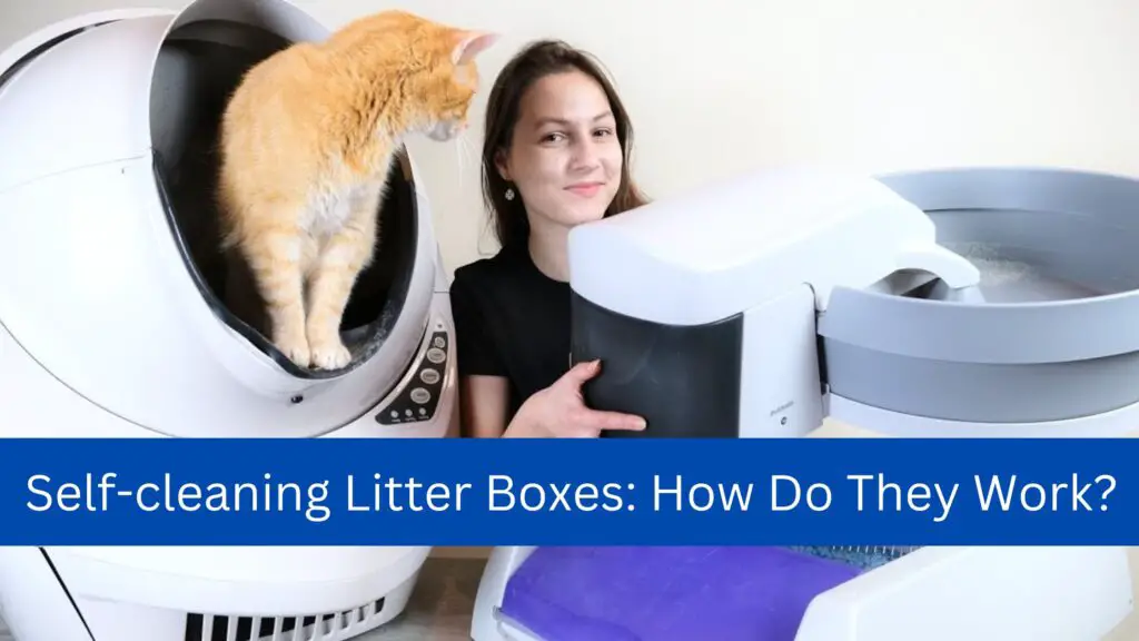 Self-cleaning Litter Boxes