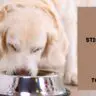 Can dogs eat sticky rice?
