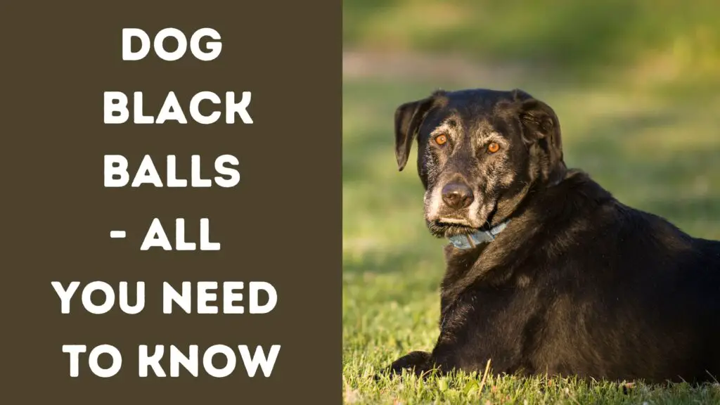 Dog Black Balls