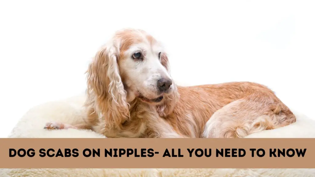 Dog Scabs On Nipples