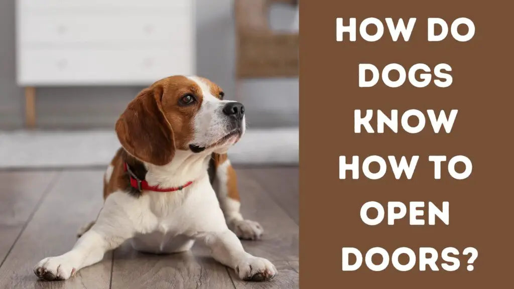 How do dogs know how to open doors?