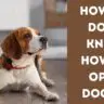 How do dogs know how to open doors?