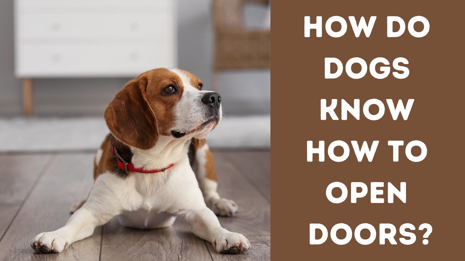 How do dogs know how to open doors? All You Need To Know