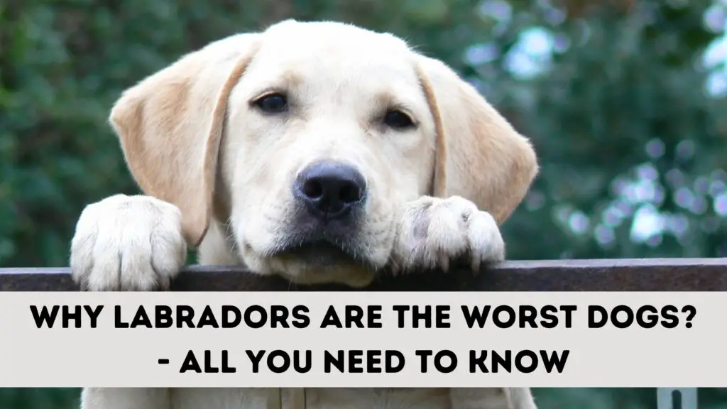Why Labradors Are The Worst Dogs?