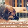 Can Dogs Eat Activia Yogurt